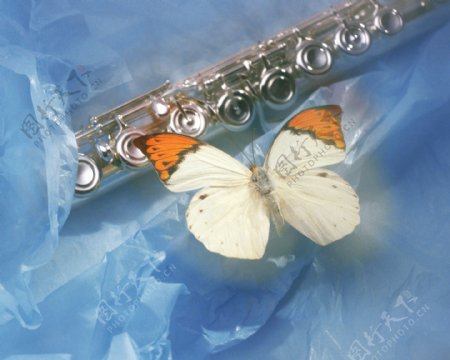 蝴蝶与笛图片