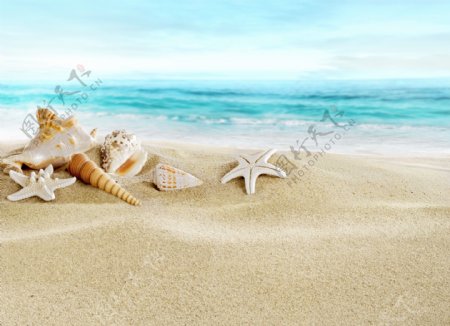 海边风景海水沙滩海星贝壳