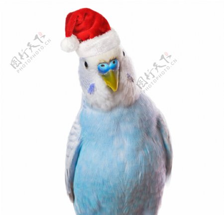 戴着圣诞帽的鸟图片