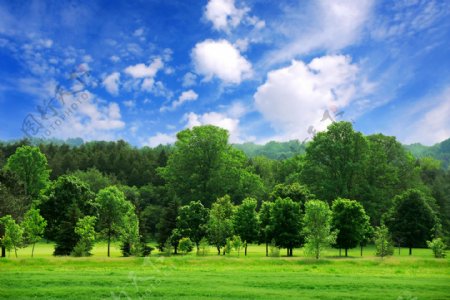 蓝天白云下的春天树林风景图片