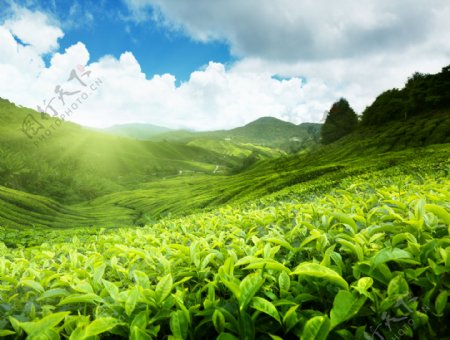 美丽印度茶山风景图片