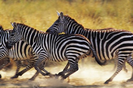 非洲草原奔跑的斑马图片