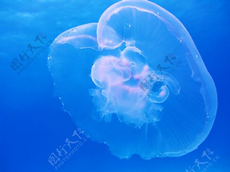 海底海月水母图片