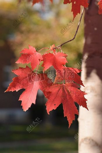 叶叶子红色自然树秋天颜色植物区系符号秋