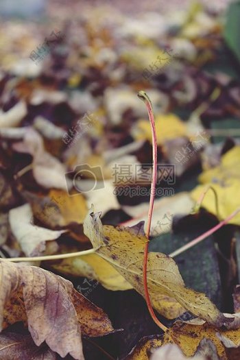 秋季叶子银行在秋天的树叶秋天的落叶森林布朗黄色