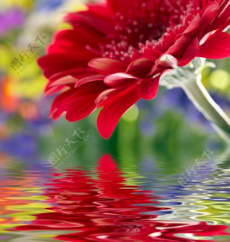 美丽花朵与水纹背景