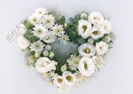 心形白菊花图片