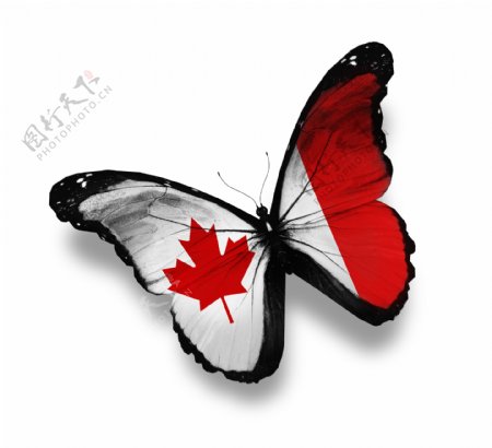 加拿大国旗蝴蝶