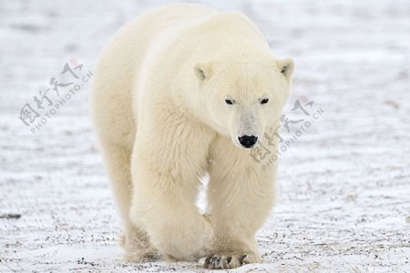 在雪地上走路的北极熊
