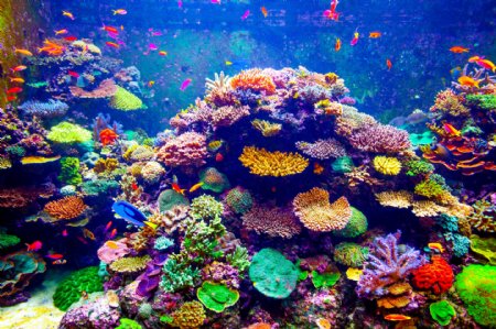 美丽的珊瑚与小鱼图片