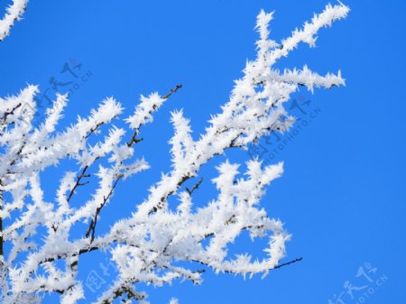 冬天结霜树枝图片