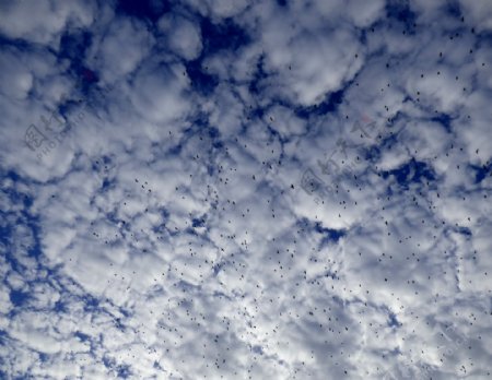 天空白云飞鸟图片