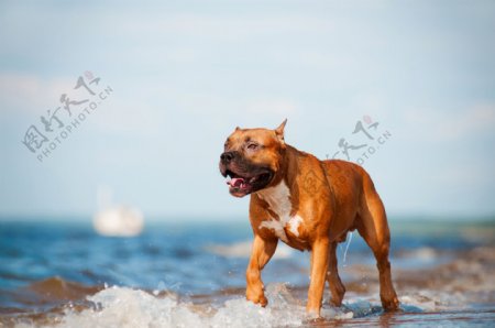 海水溅起水花的哈巴狗