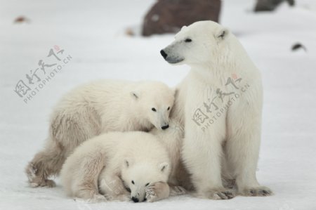 幸福一家人北极熊