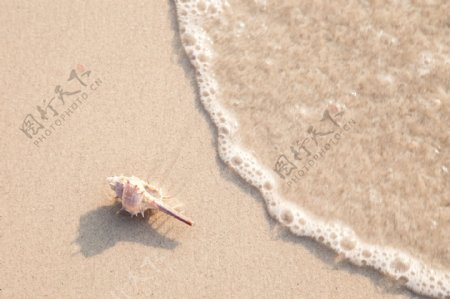 高清沙滩贝壳图片