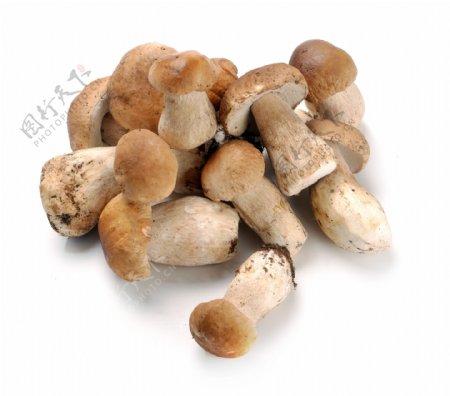 野生食用蘑菇图片
