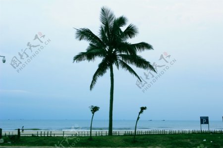 蓝天大海棕榈树图片