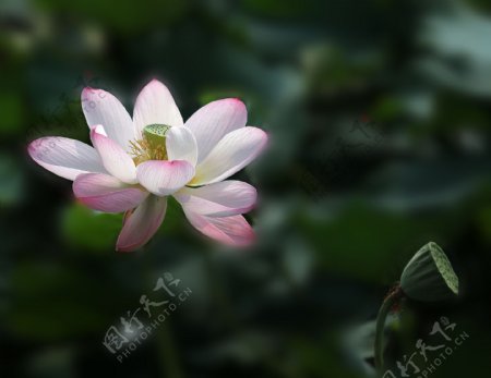 粉色莲花图片