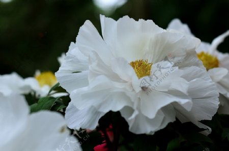 鲜艳白色牡丹花图片