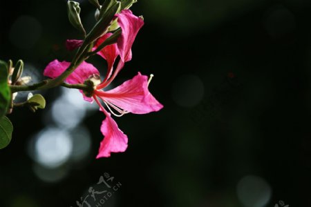 鲜艳紫荆花图片