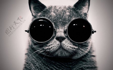 可爱戴眼镜小猫图片