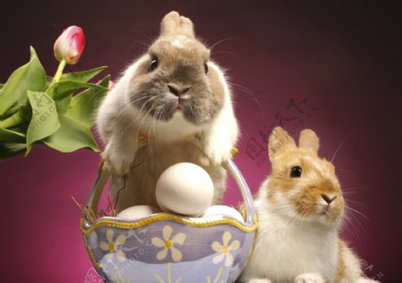 两个在篮子里的可爱兔子