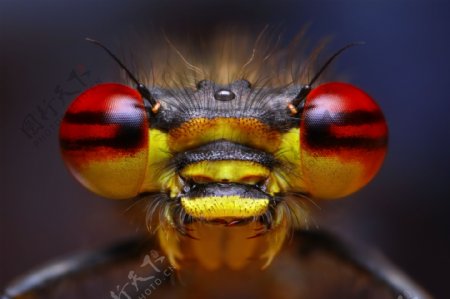 蜜蜂眼睛昆虫摄影