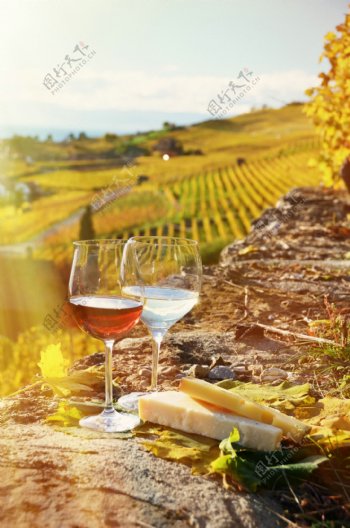 葡萄田野边上的葡萄酒与奶酪