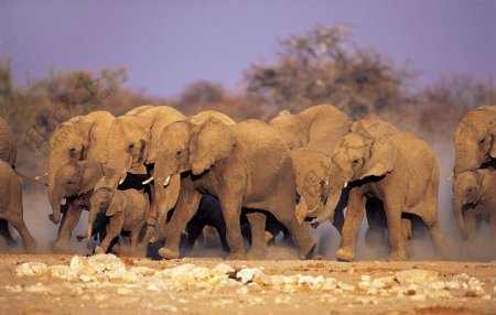 一群大象