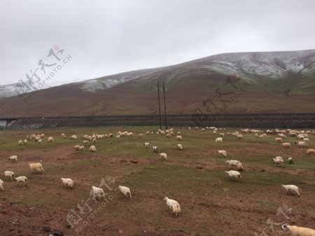 青藏高原的羊群图片