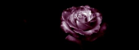 美丽的紫色玫瑰花笔刷