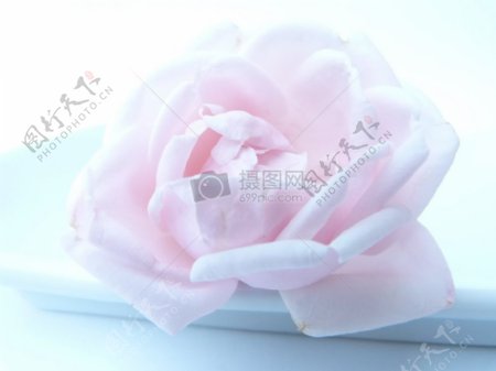 淡粉色玫瑰花