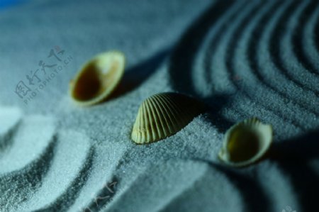 沙石上的贝壳图片