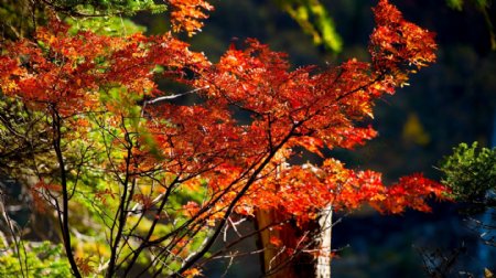 秋季红叶风景图片