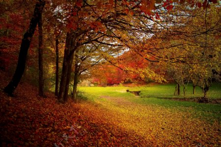 高清秋天树林风景图片
