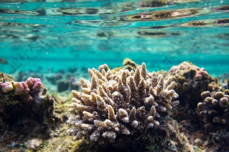 美丽的海底珊瑚