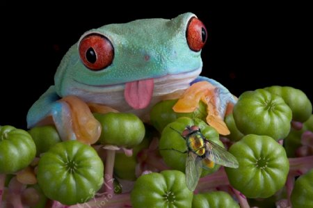 玩具青蛙苍蝇图片