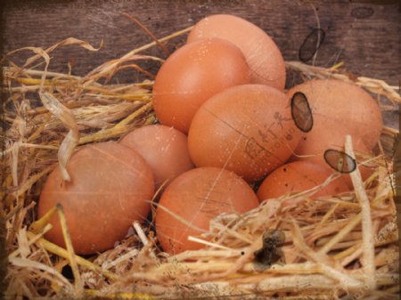 草窝里的鸡蛋图片