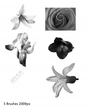 真实的鲜花花朵photoshop笔刷素材