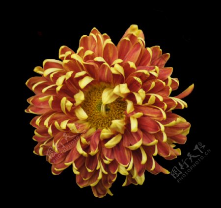 位图植物花朵菊花写实花卉免费素材