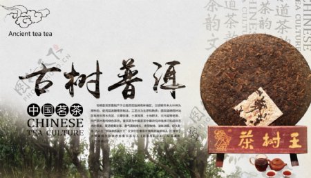 古树普洱中国茗茶茶树王图片