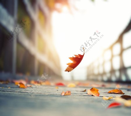秋天落叶街道背景
