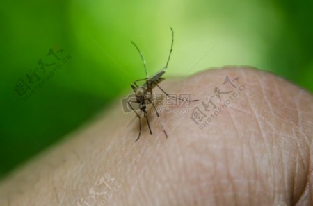 手背上的蚊子