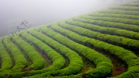 茶山晨雾图片