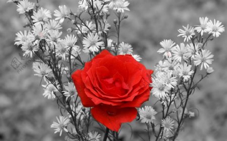 红色玫瑰花高清背景图