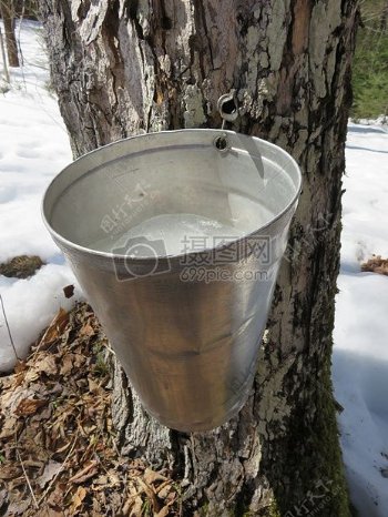铁桶里的枫树糖浆