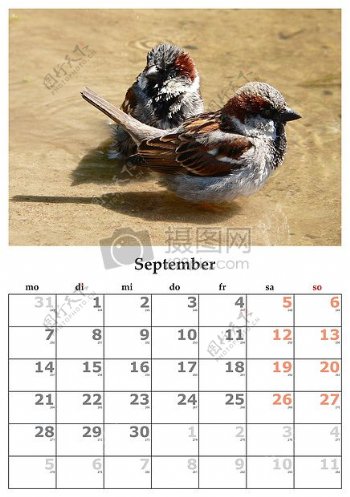 两只小鸟的日历
