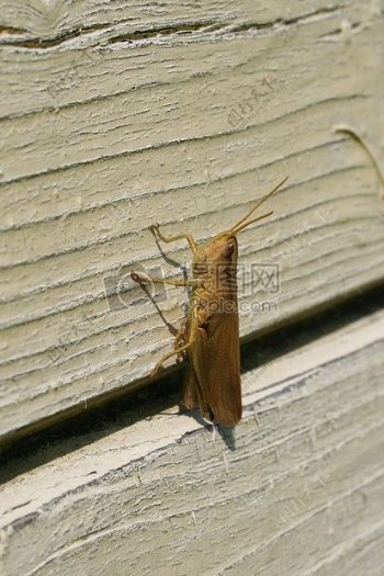 墙壁上的昆虫