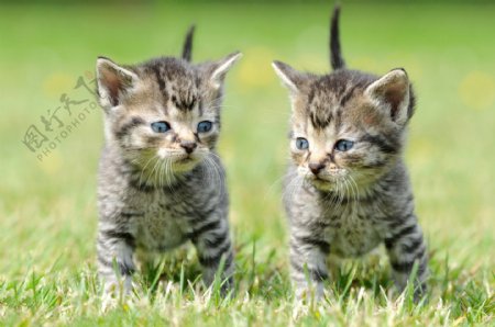 草地上的两只小猫