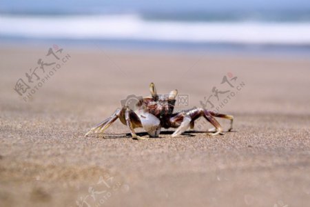 沙滩上的小蟹